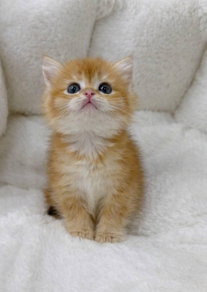 Leona – British Shorthair Gold Female 1.5 Months Old Microchipped, Dewormed, Vaccinated, Potty Trained, And Will Be Ready For A New Home Mid April