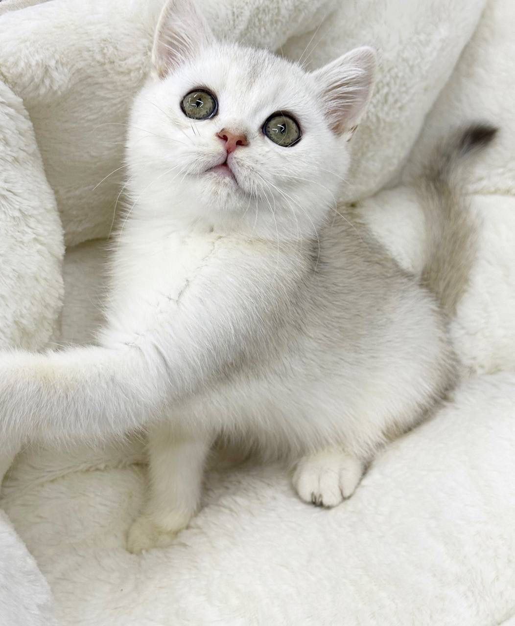 Norton – British Shorthair Silver Male 2 Months Old Microchipped, Dewormed, Vaccinated, Potty Trained, And Will Be Ready For A New Home Mid April