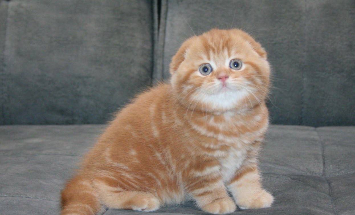 Manuel – Scottish Fold Red Marble 1.5 Months Old Male Microchipped, Dewormed, And Twice Vaccinated Will Be Ready Mid April