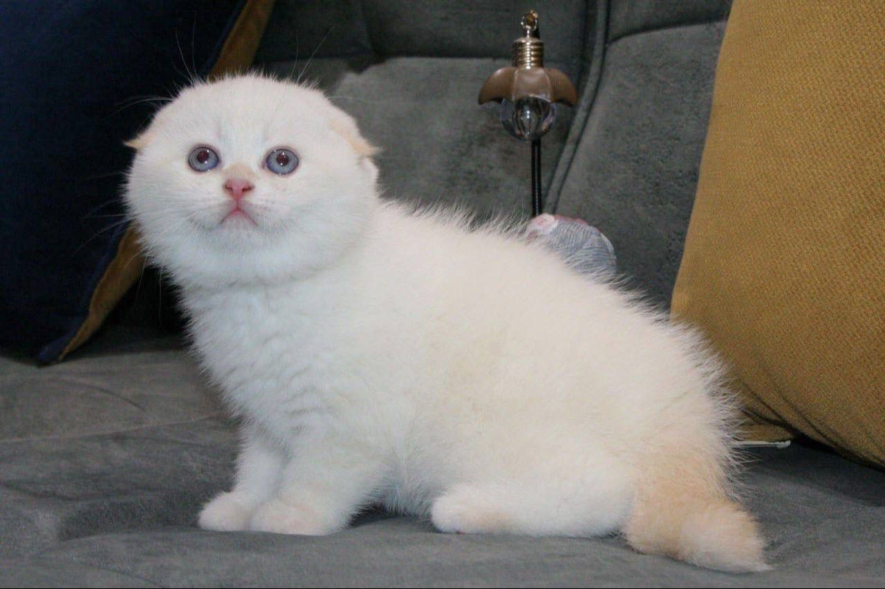 Martin – Scottish Fold White Point Male 1.5 Months Old Microchipped, Dewormed, Twice Vaccinated, And Potty Trained Will Be Ready Mid April