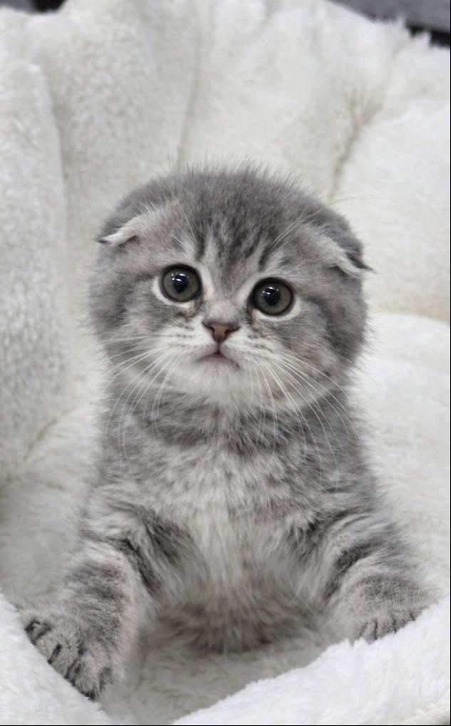 Sky – Scottish Fold Blue Marble Male 1.5 Months Old Microchipped, Dewormed, Twice Vaccinated, And Potty Trained Will Be Ready Mid April