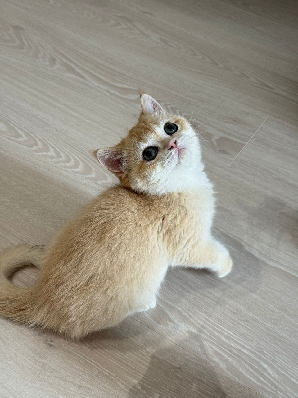 Arisa – Gold British Shorthair Female Microchipped, Dewormed, Vaccinated, Spayed, Potty Trained 2.5 Months Old, And Will Be Ready For A New Home