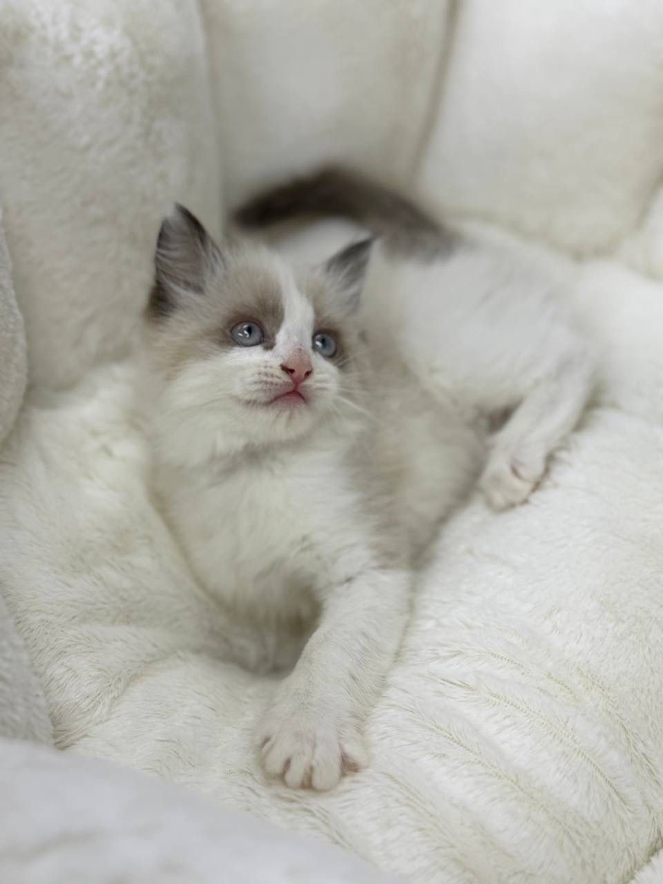 Bruno – Ragdoll Male 2 Months Old, Microchipped, Dewormed, Vaccinated, And Potty Trained Will Be Ready Mid April