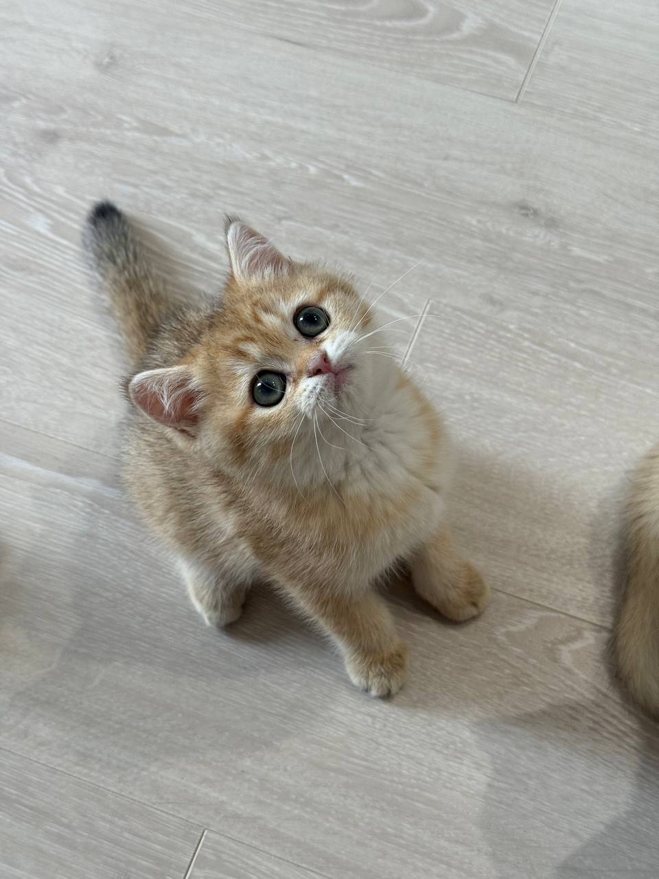 Anna – Gold British Shorthair Female Microchipped, Dewormed, Vaccinated, Potty Trained 2 Months Old, And Will Be Ready For A New Home Mid March