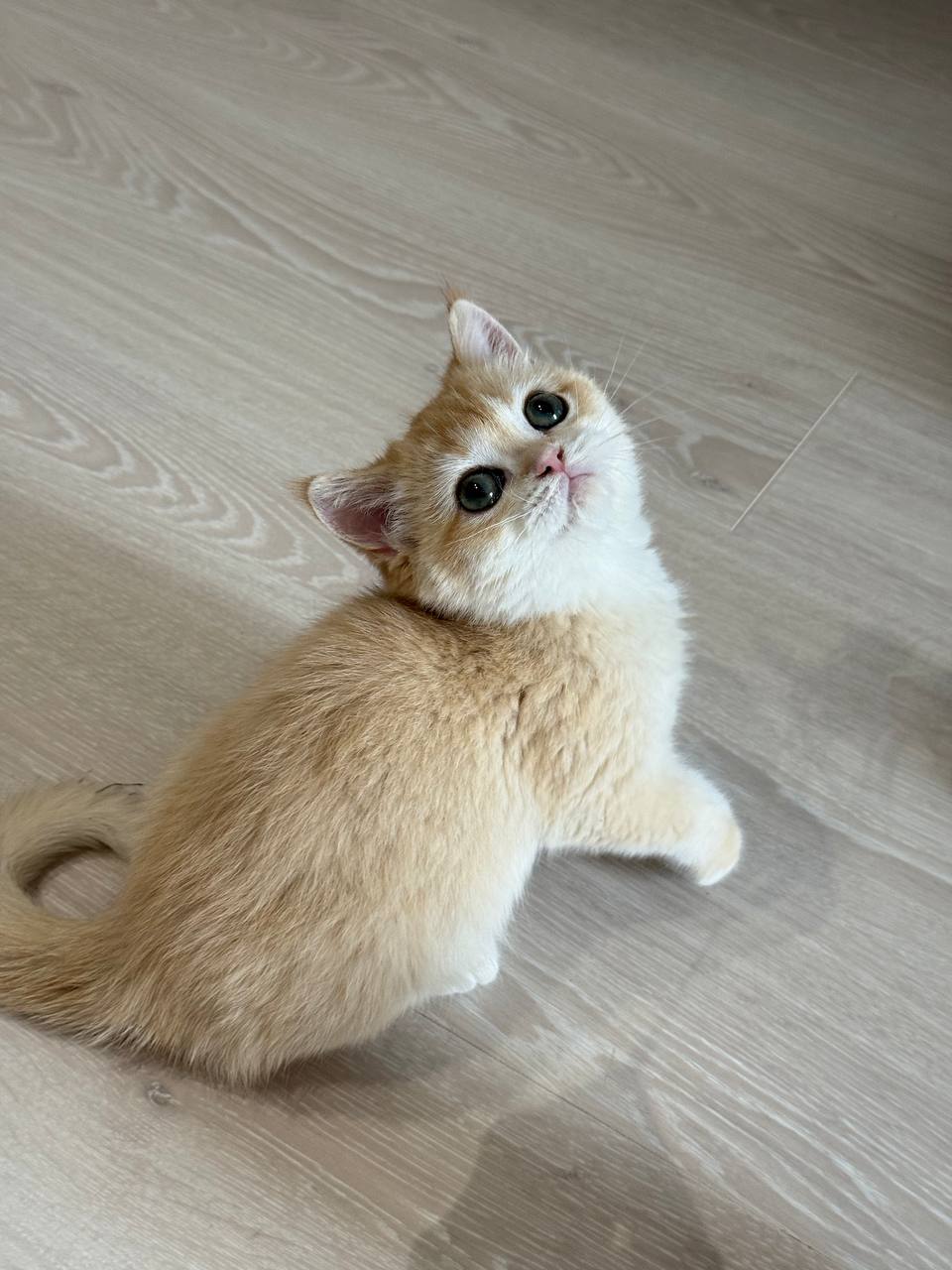 Arro – Gold British Shorthair Male Microchipped, Dewormed, Vaccinated, Potty Trained 2 Months Old, And Will Be Ready For A New Home Mid March