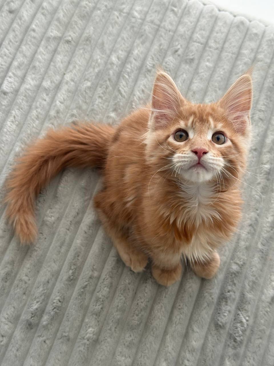 Oscar – Orange Male Maine Coon Microchipped, Dewormed, Vaccinated, Potty Trained 2.5 Months Old, And Ready For A New Home