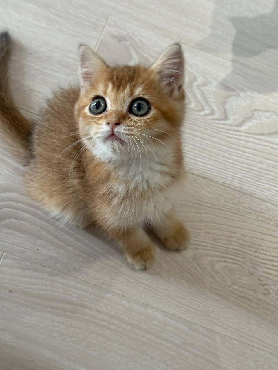 Toby – Gold British Shorthair Male Microchipped, Dewormed, Vaccinated, Potty Trained 2 Months Old, And Will Be Ready For A New Home Mid March