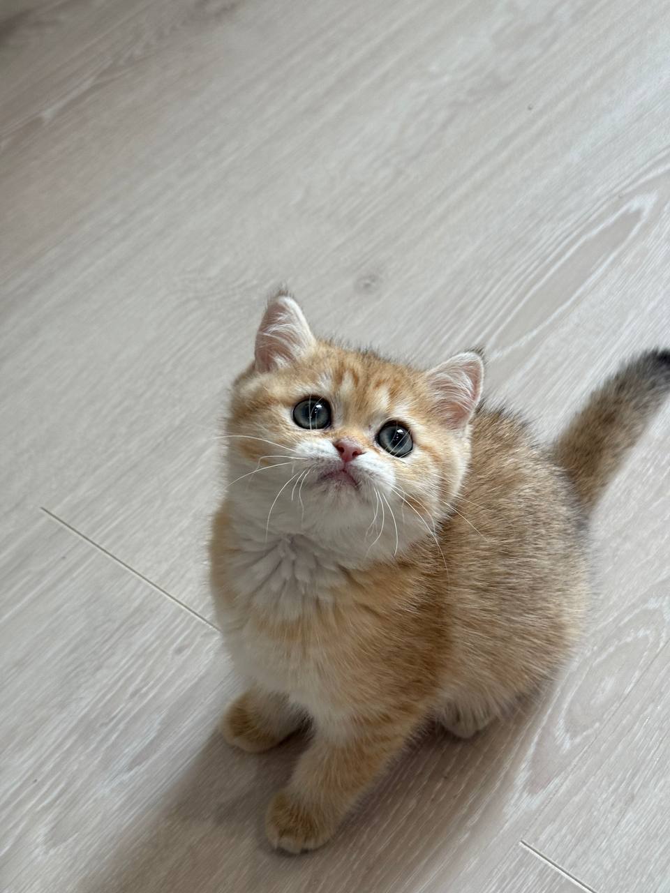 Ariel – Gold British Shorthair Female Microchipped, Dewormed, Vaccinated, Potty Trained 2 Months Old, And Will Be Ready For A New Home Mid March.