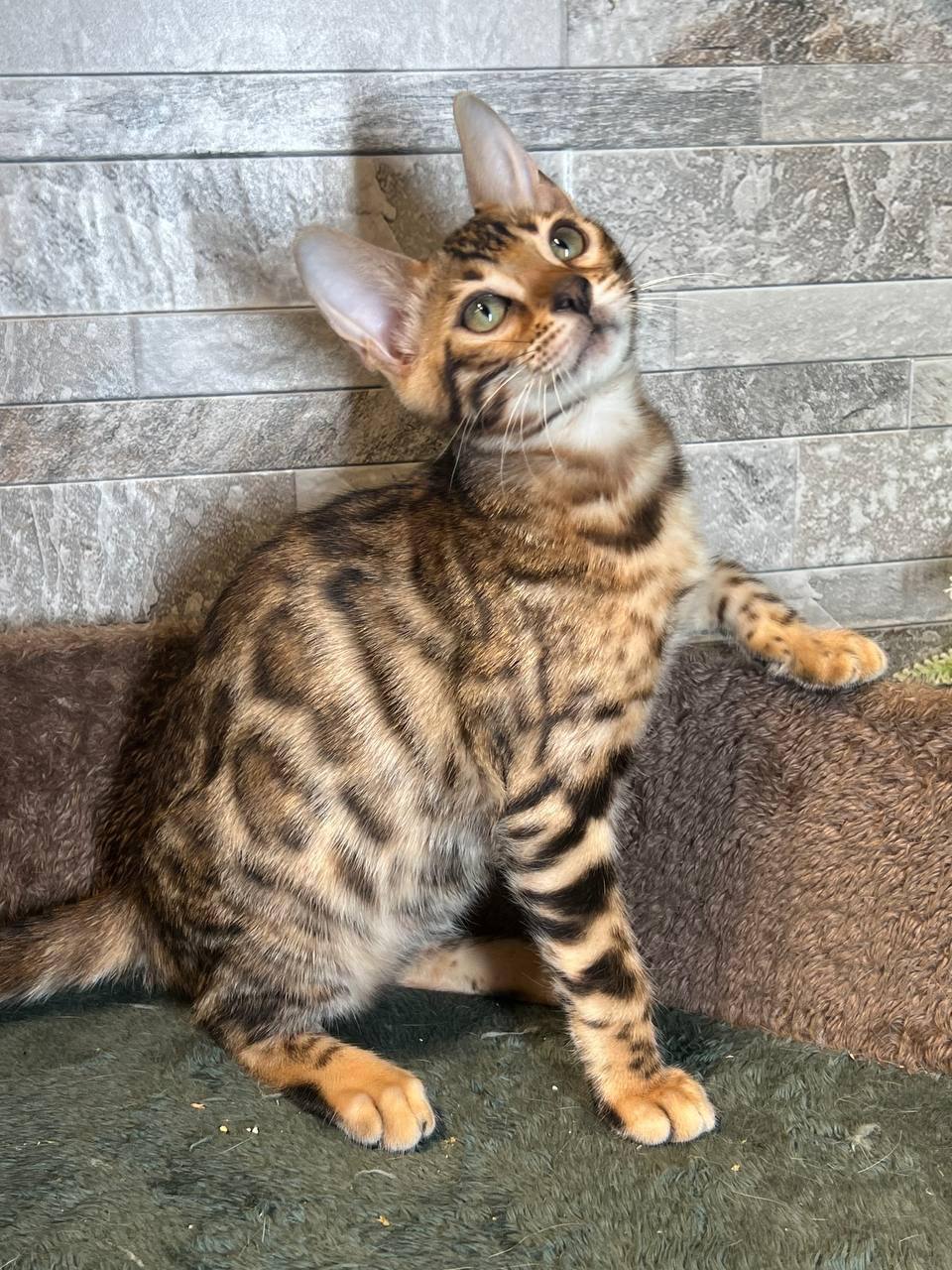 Louis – Bengal Male Brown Color 2.5 Month Old Microchipped, Dewormed And Vaccinated, And Ready For A New Home