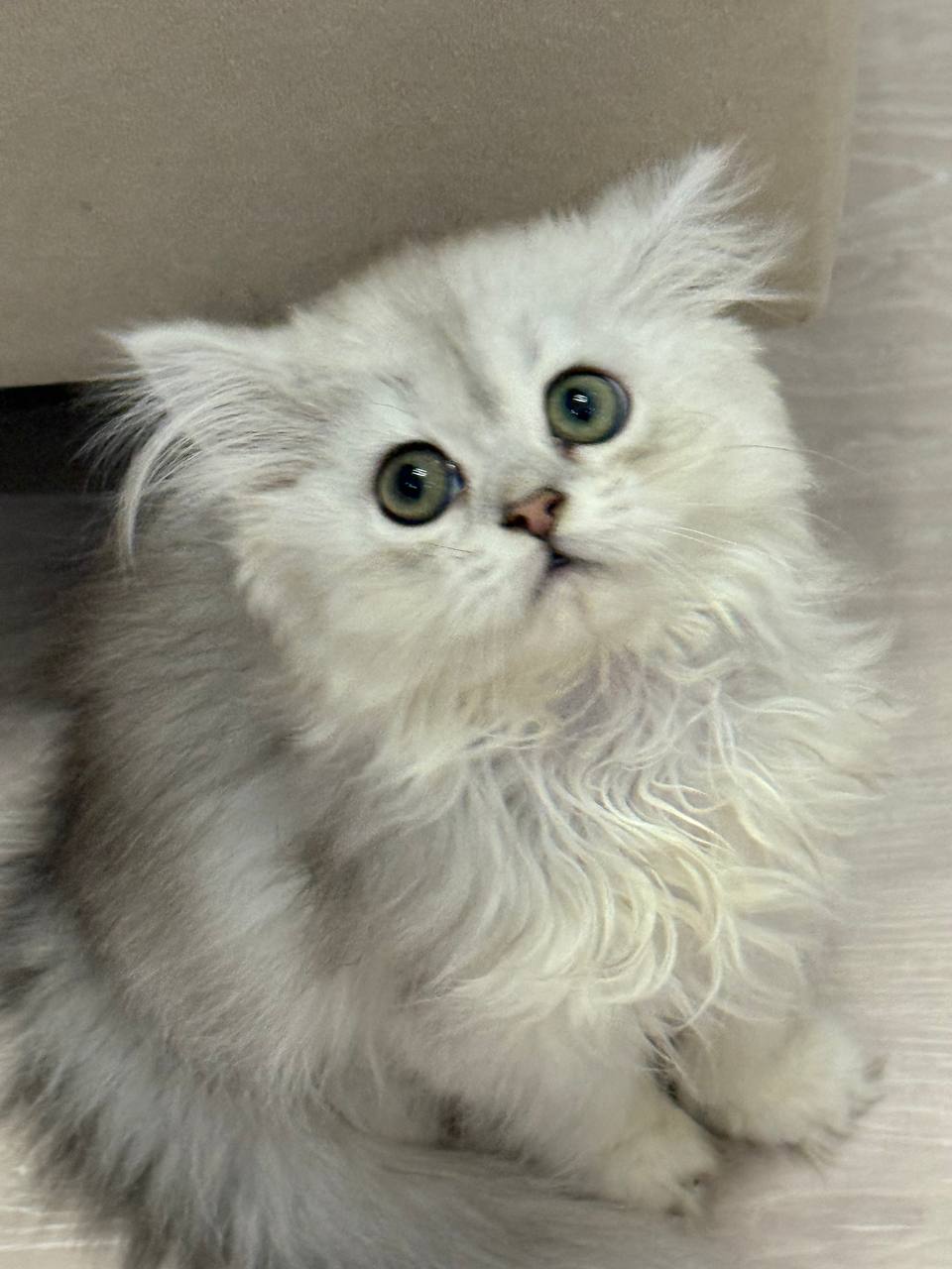 Ava – Silver British Longhair Female Microchipped, Dewormed, Vaccinated, Potty Trained 2 Months Old, And Will Be Ready For A New Home March 16th
