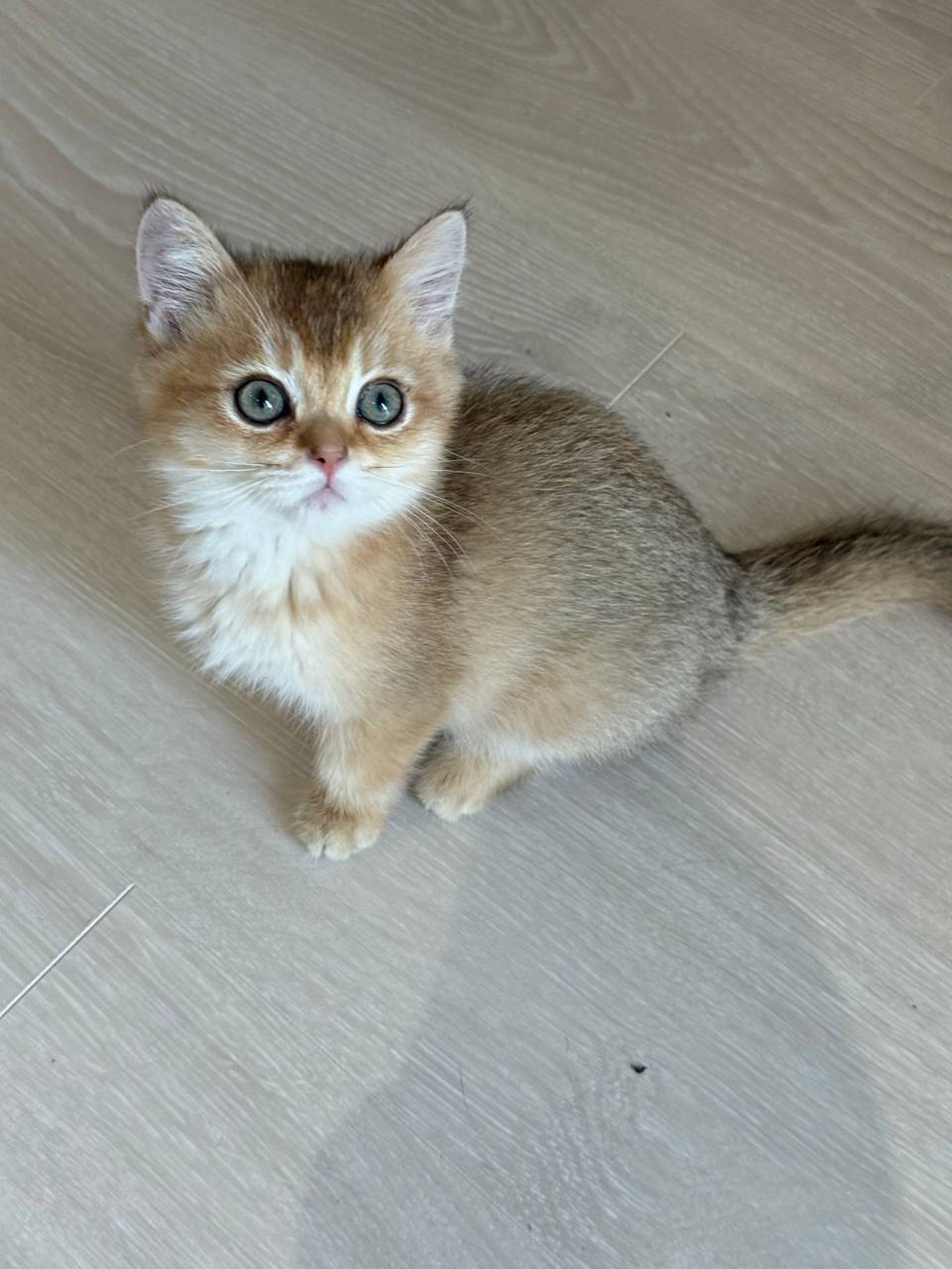 Jack – Gold British Shorthair Male Microchipped, Dewormed, Vaccinated, Potty Trained 2 Months Old, And Will Be Ready For A New Home Mid March