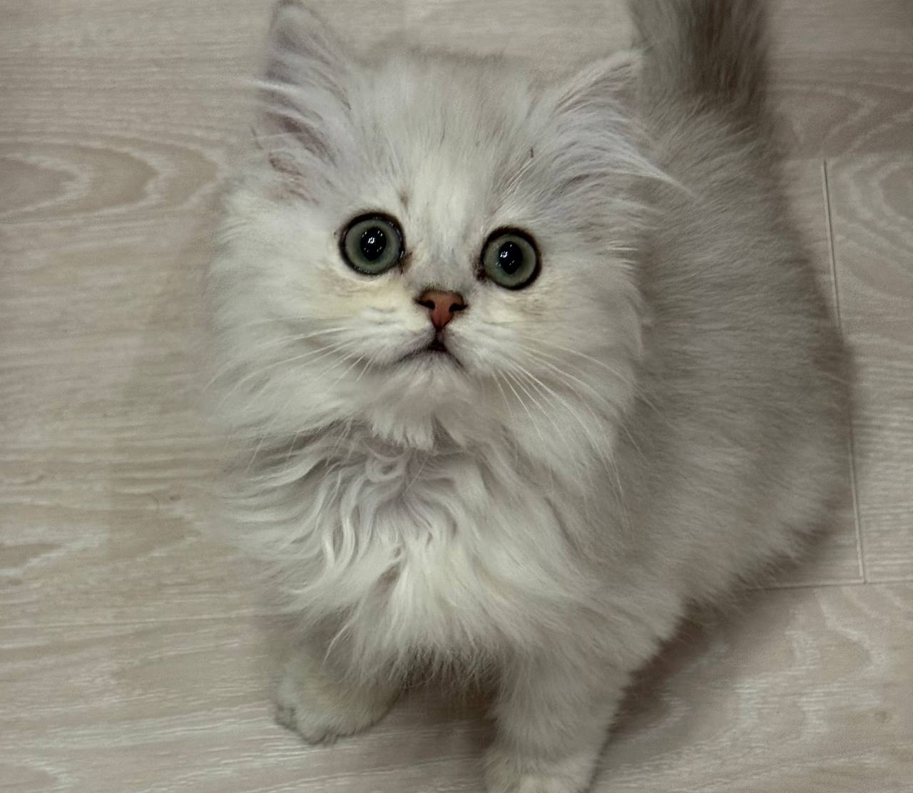 Avda – Silver British Longhair Female Microchipped, Dewormed, Vaccinated, Potty Trained 2 Months Old, And Will Be Ready For A New Home March 16th