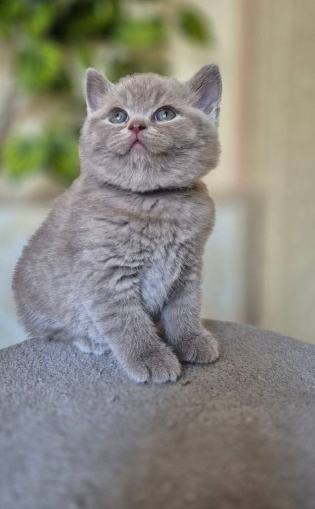Smoky – British Shorthair Lilac Male, Microchipped, Dewormed, Vaccinated, Potty Trained 2 Months Old, And Will Be Ready For A New Home April 25th