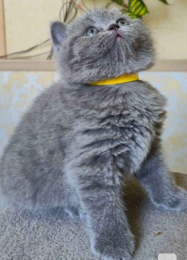 Rosie – British shorthair blue female microchipped, dewormed, vaccinated, potty trained 2 months old, will be ready for a new home April 25th