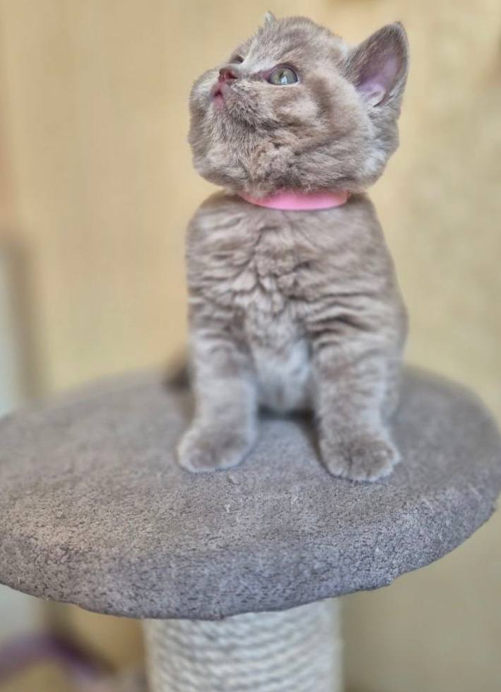 Nala – British shorthair lilac female microchipped, dewormed, vaccinated, potty trained 2 months old, will be ready for a new home April 25th