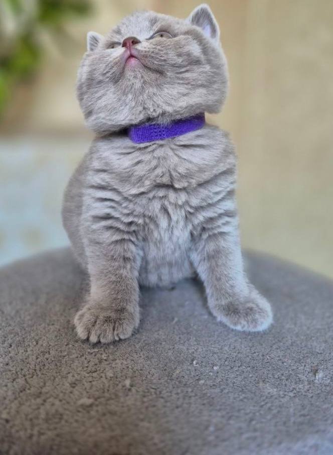 Lord – British shorthair lilac male microchipped, dewormed, vaccinated, potty trained 2 months old, will be ready for a new home April 25th