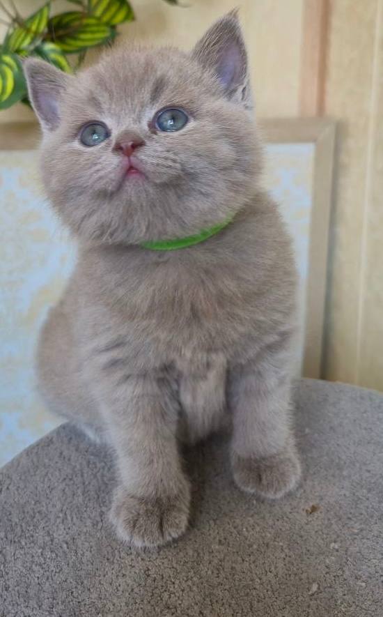 Pudding – British shorthair lilac male microchipped, dewormed, vaccinated, potty trained 2  months old, will be ready for a new home April 25th