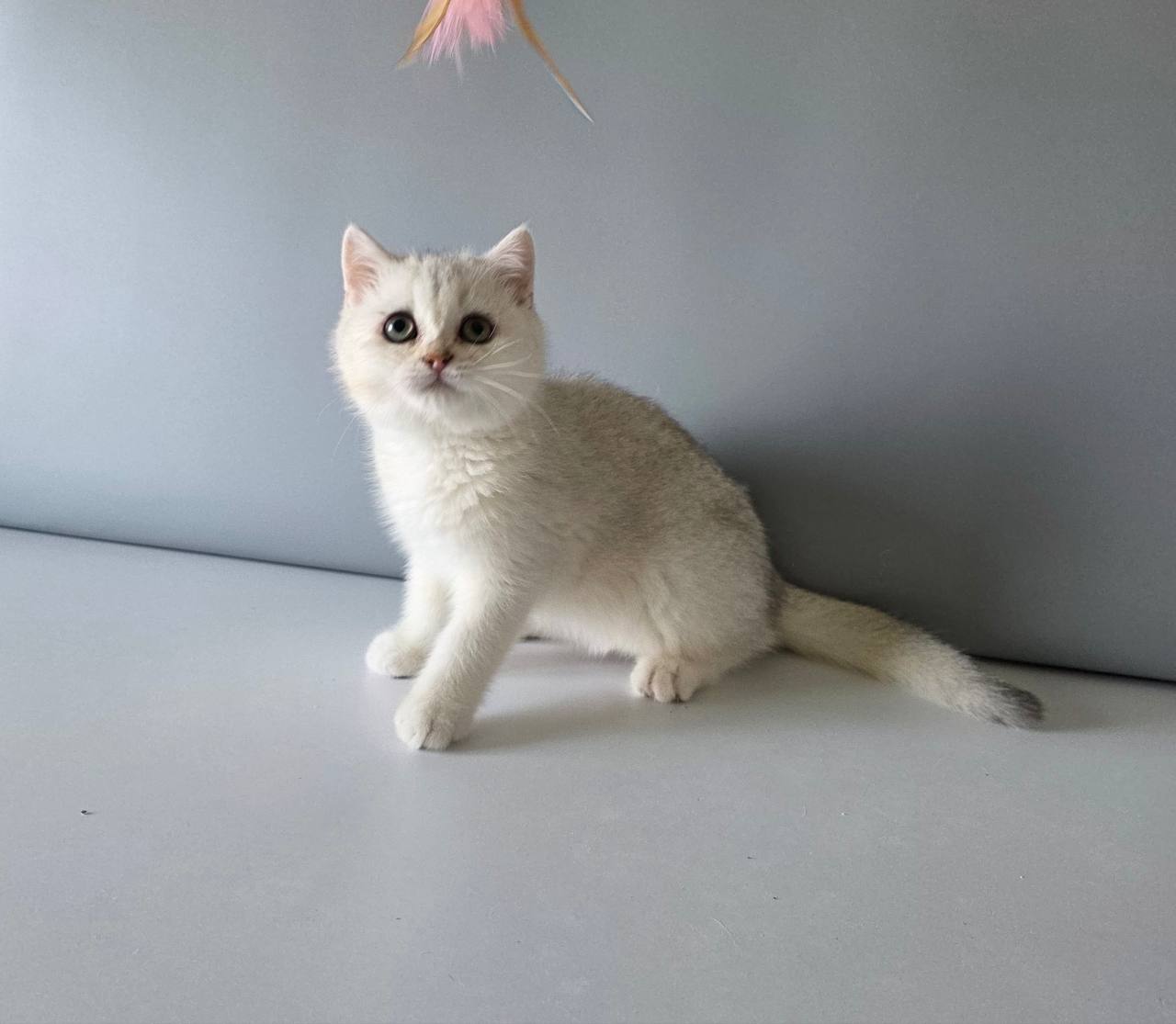 Oreo – British Shorthair Silver Male Microchipped, Dewormed, Vaccinated, and Potty Trained 2.5 Months Old Will Be Ready For A New Home May 20