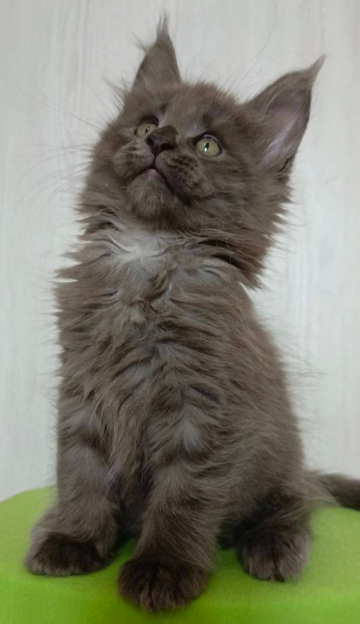 Titan – Maine Coon Blue Male Microchipped, Dewormed, Vaccinated, Neutered, and Potty Trained 2.5 Months Old Will Be Ready June 5-10