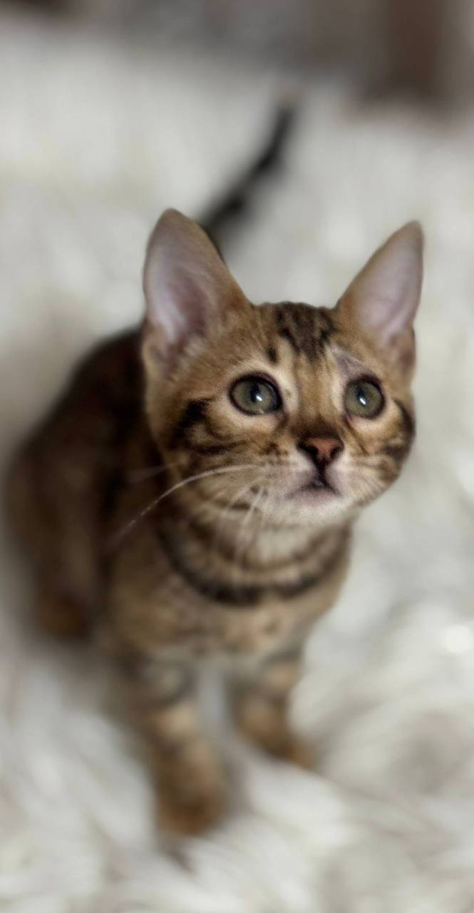 Sofie – Bengal Brown Female Microchipped, Dewormed, Vaccinated, Potty Trained, and Spayed 3 Months Old Will Be Ready End Of May