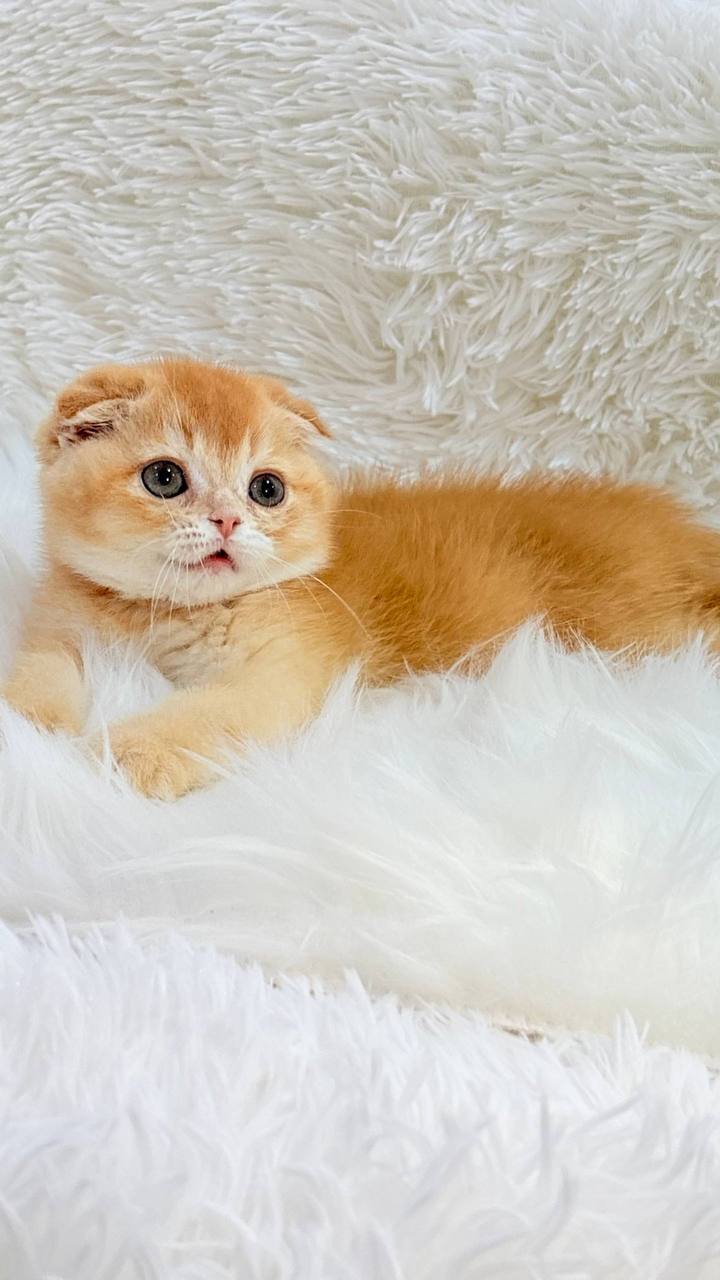 Biscuit – Scottish Fold Gold Male Microchipped, Dewormed, and Twice Vaccinated Will Be Ready End June 5-10
