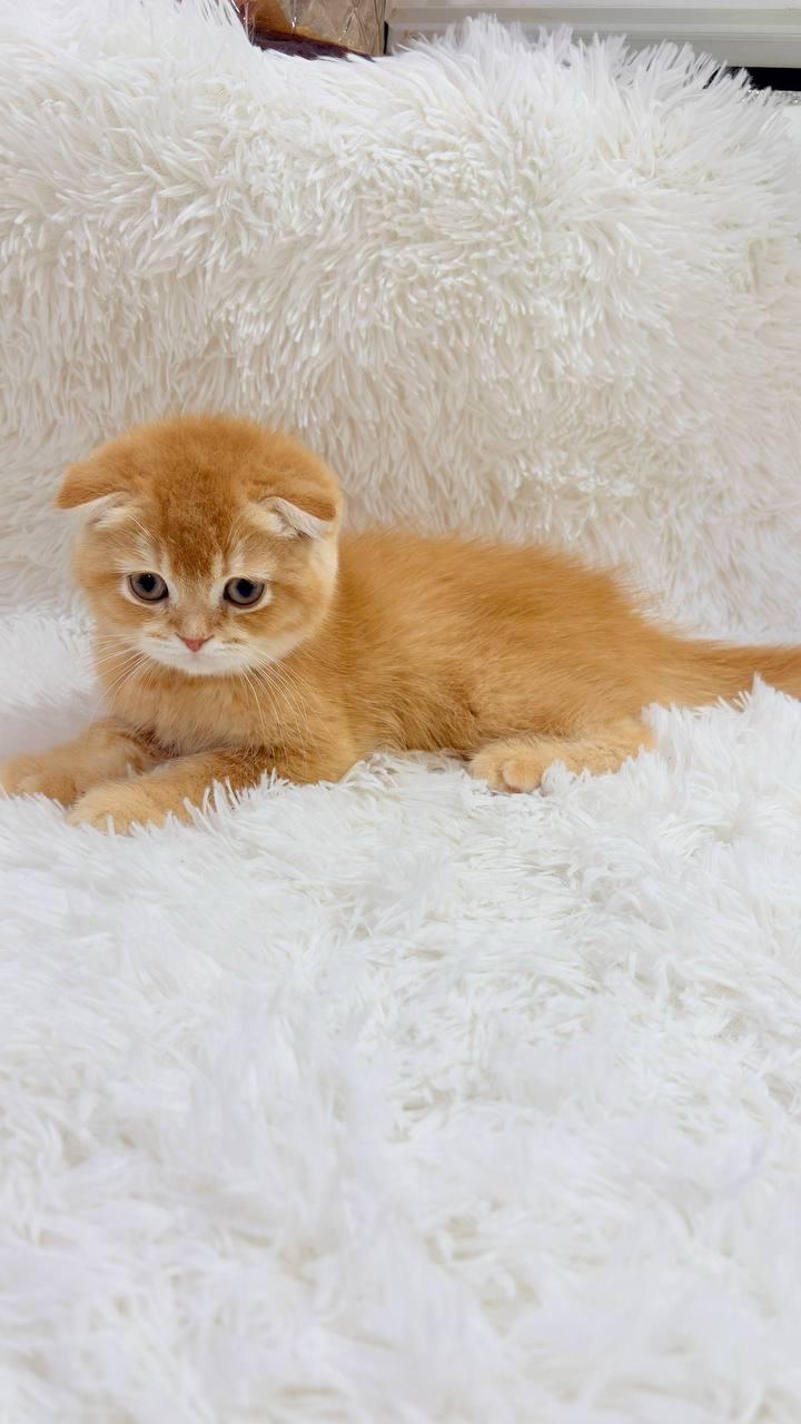 Peanut – Scottish Fold Gold Male Microchipped, Dewormed, and Twice Vaccinated Will Be Ready End June 5-10