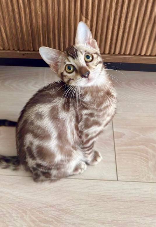 Toffee – Mink Male Bengal Kitten (Microchipped, Dewormed, Vaccinated, Potty trained, and Neutered) 3 months old, $2800