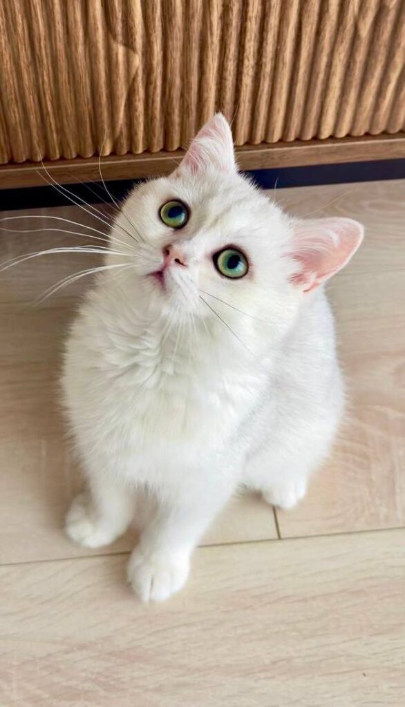 Lily - British Shorthair Silver Female (Microchipped, Dewormed, Vaccinated, Potty trained, Spayed) 3 months old, $2400