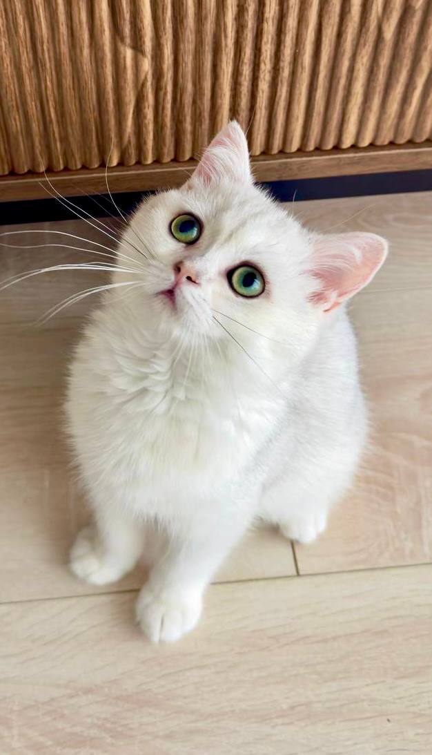 Lily – British Shorthair Silver Female (Microchipped, Dewormed, Vaccinated, Potty trained, Spayed) 3 months old, $2400