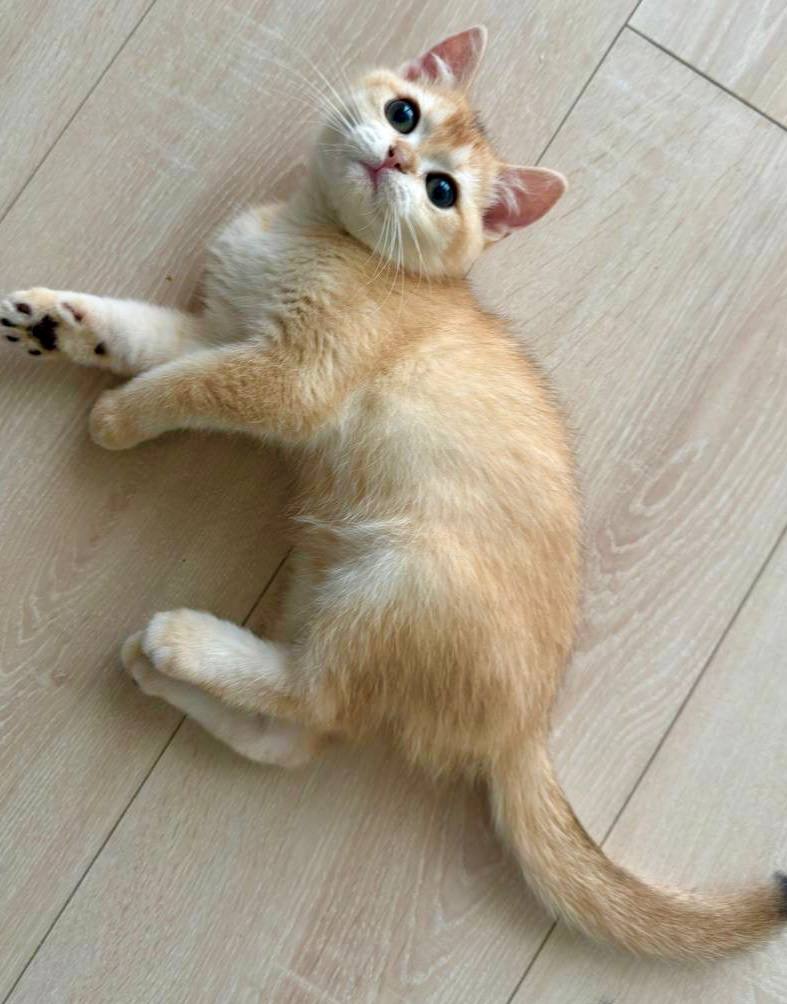 Chester – British Shorthair Gold Male Microchipped, Dewormed, Vaccinated, Potty Trained 3 Months Old, $2400
