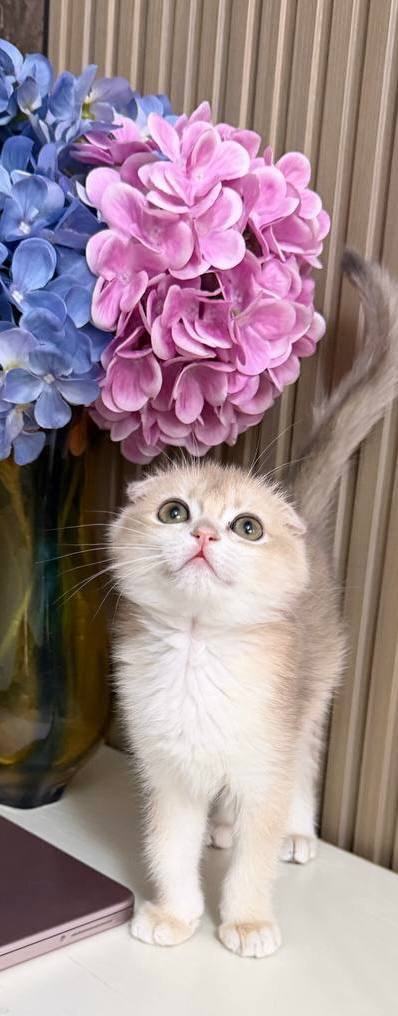 Teddy - Scottish Fold Lilac Male Microchipped, Dewormed, Twice Vaccinated, and Neutered, Ready By June 7, $2500