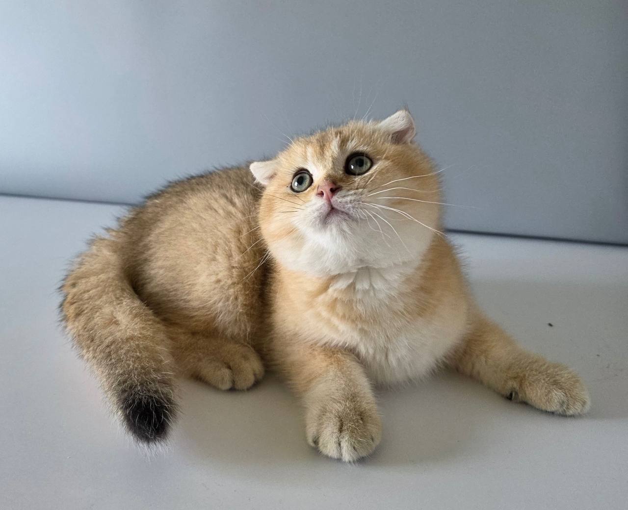 Monty – Scottish Fold Gold Male Microchipped, Dewormed, and Twice Vaccinated Will Be Ready May 20