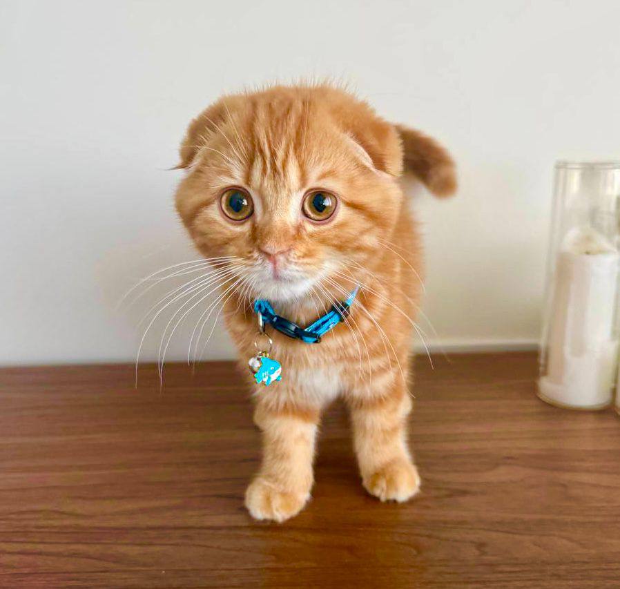 Manuel – Scottish Fold Orange Male Microchipped, Dewormed, and Twice Vaccinated Ready For A New Home