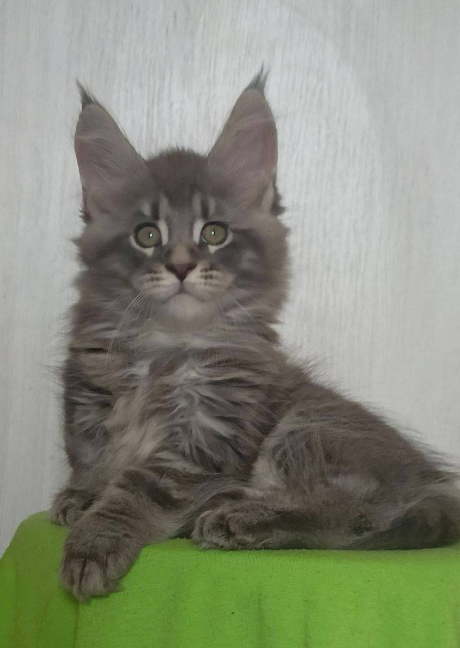 Simba – Maine Coon Silver Male Microchipped, Dewormed, Vaccinated, Neutered, and Potty Trained 2.5 Months Old Will Be Ready June 5-10