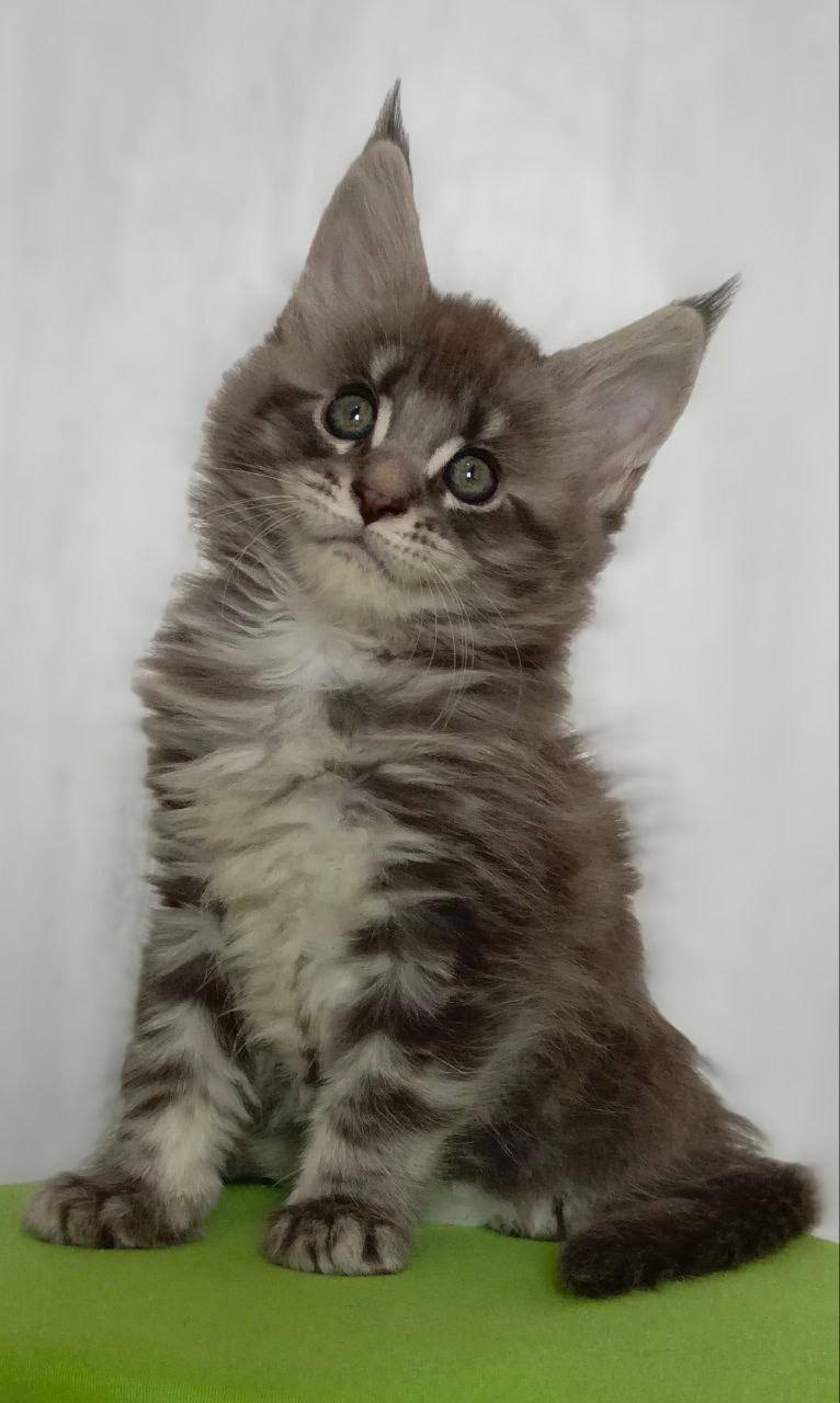Zeus – Maine Coon Silver Male Microchipped, Dewormed, Vaccinated, Neutered, and Potty Trained 2.5 Months Old Will Be Ready June 5-10