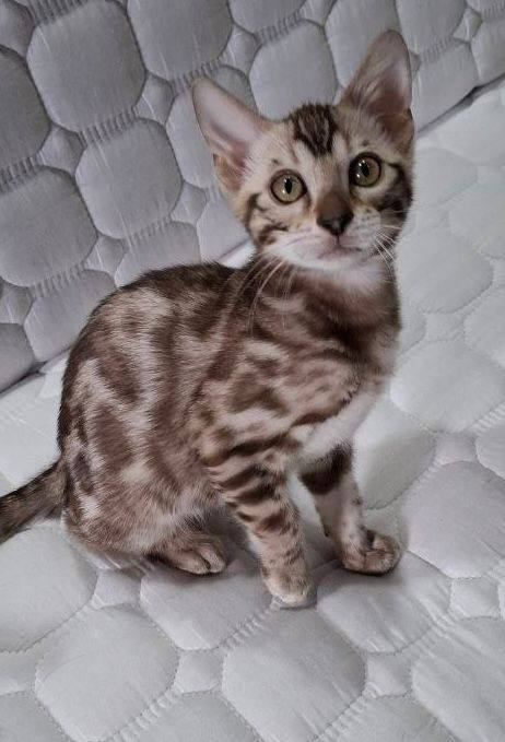 Toffee – Bengal Sepia Male Microchipped, Dewormed, Vaccinated, Potty Trained, and Neutered 3 Months Old Will Be Ready End Of May