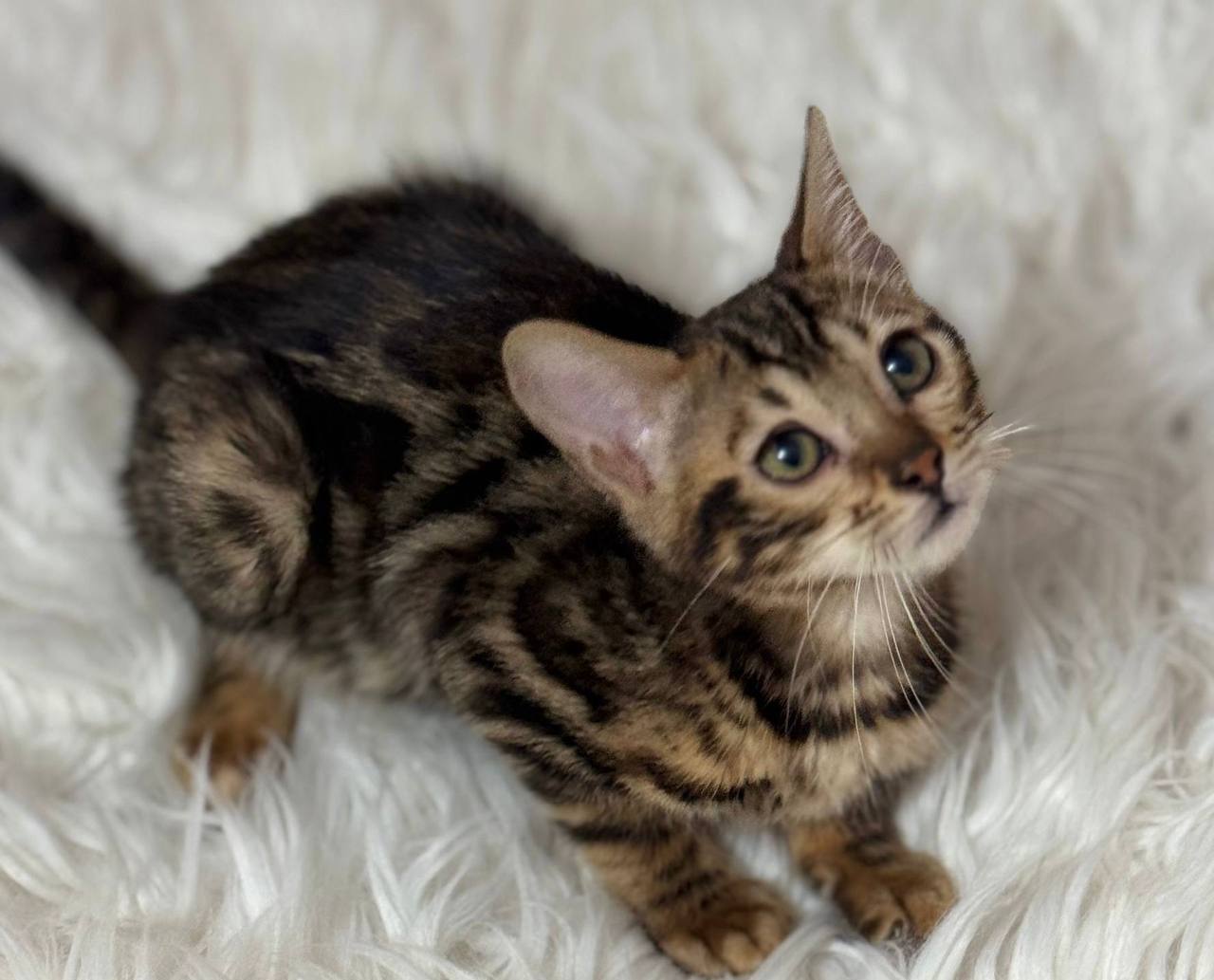 Kiara – Bengal Brown Female Microchipped, Dewormed, Vaccinated, Potty Trained, and Spayed 3 Months Old Will Be Ready End Of May