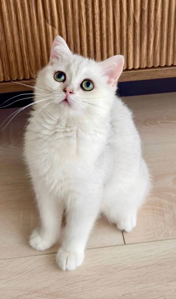 Lily - British Shorthair Silver Female (Microchipped, Dewormed, Vaccinated, Potty trained, Spayed) 3 months old, $2400