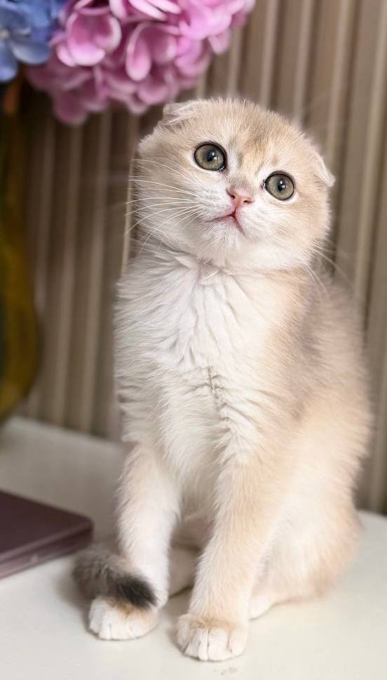 Teddy - Scottish Fold Lilac Male Microchipped, Dewormed, Twice Vaccinated, and Neutered, Ready By June 7, $2500