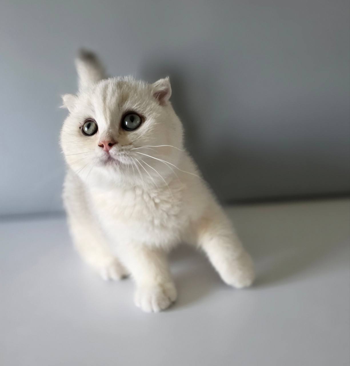 Pumpkin – Scottish Fold White Male Microchipped, Dewormed, and Twice Vaccinated Will Be Ready May 20