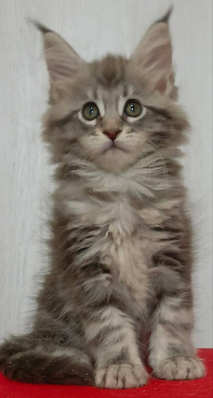 Mimi – Maine Coon Silver Female Microchipped, Dewormed, Vaccinated, Potty Trained, and Spayed 2.5 Months Old Will Be Ready June 5-10