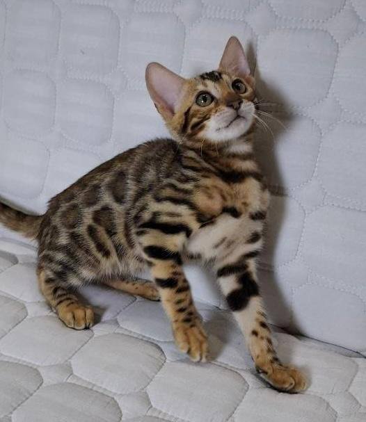 Bonnie – Bengal Brown Male Microchipped, Dewormed, Vaccinated, Potty Trained, and Neutered 3 Months Old Will Be Ready End Of May