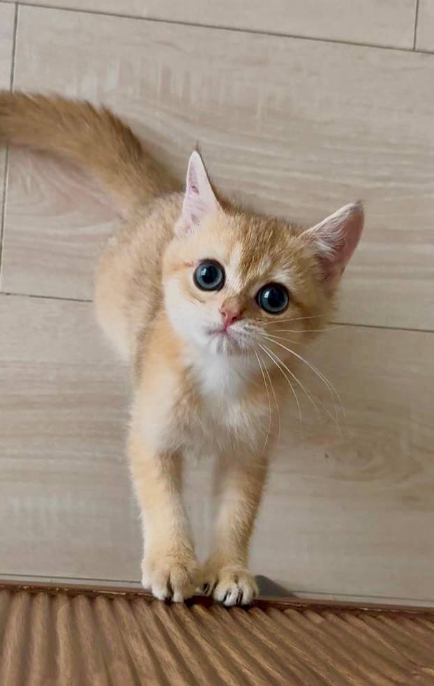 Winston – British Shorthair Gold Male Microchipped, Dewormed, Vaccinated, Potty trained 3 Months Old, $2400