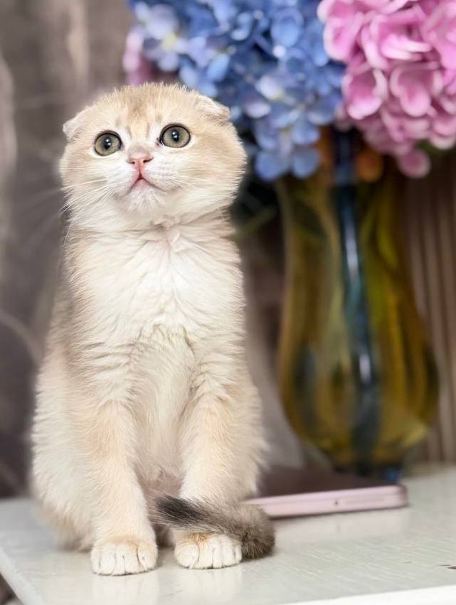 Teddy – Scottish Fold Lilac Male Microchipped, Dewormed, Twice Vaccinated, and Neutered, Ready By June 7, $2500