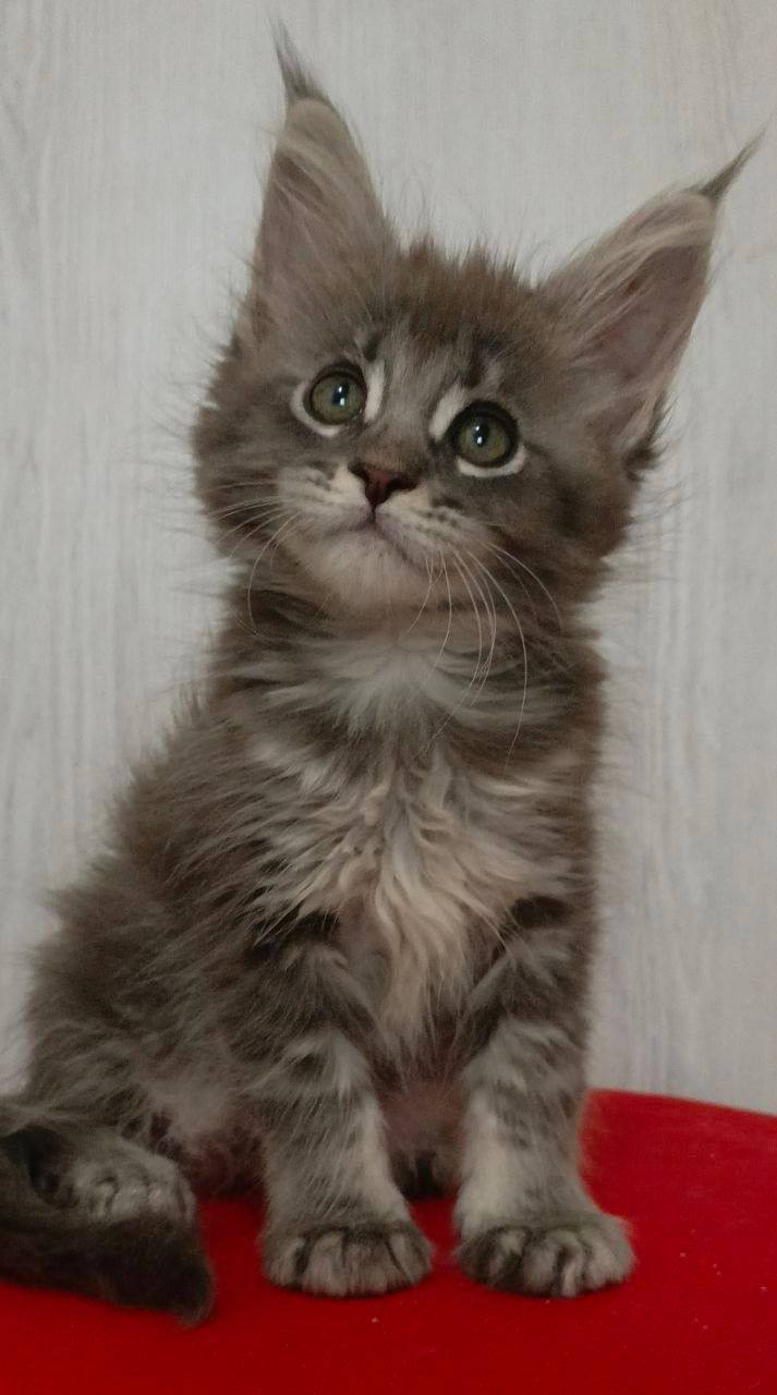 Molly – Maine Coon Silver Female Microchipped, Dewormed, Vaccinated, Potty Trained, and Spayed 2.5 Months Old Will Be Ready June 5-10
