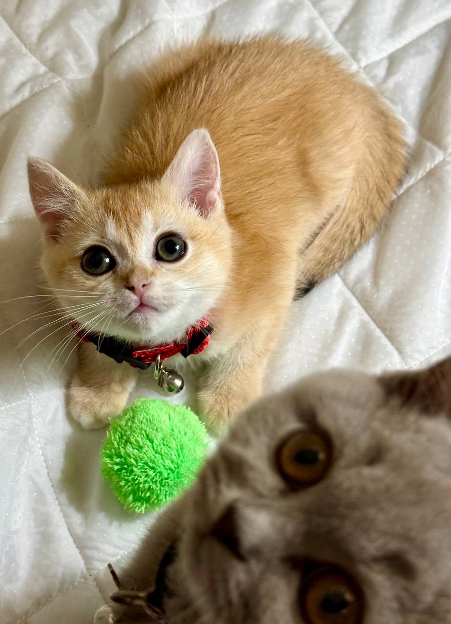 Chester – British Shorthair Gold Male Microchipped, Dewormed, Vaccinated, and Potty Trained 3 Months Old Ready To Go