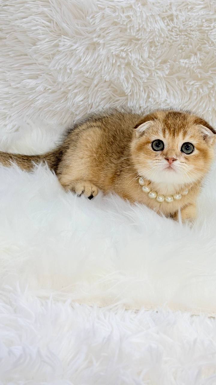 Stella – Scottish Fold Gold Female Microchipped, Dewormed, and Twice Vaccinated Will Be Ready End June 5-10