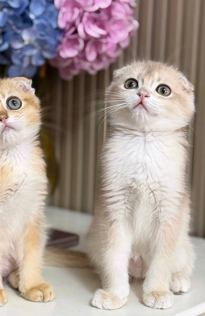 Teddy - Scottish Fold Lilac Male Microchipped, Dewormed, Twice Vaccinated, and Neutered, Ready By June 7, $2500