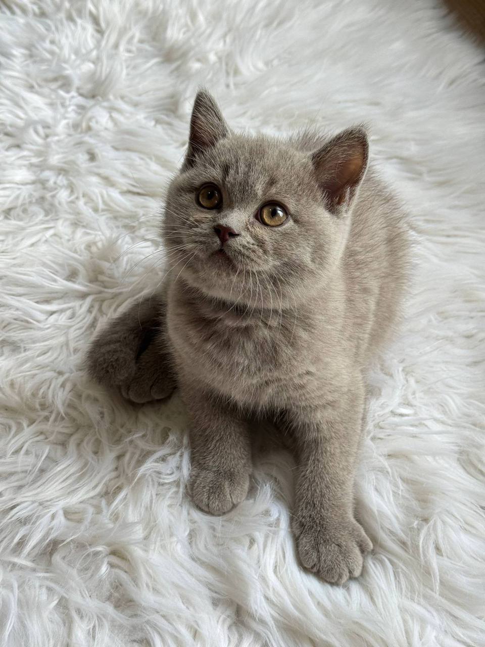 Smoky – British Shorthair Lilac Male Microchipped, Dewormed, Vaccinated, and Potty Trained 2.5 Months Old Will Be Ready For A New Home