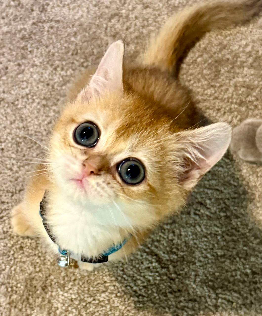Winston – British Shorthair Gold Male Microchipped, Dewormed, Vaccinated, and Potty Trained 3 Months Old Ready To Go